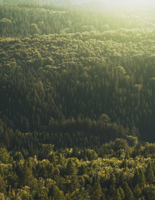 Pianca azienda certificata FSC contro la deforestazione