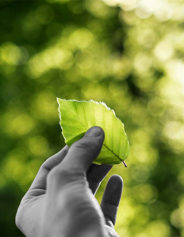 Environment and sustainability