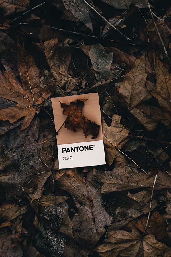 https://casanovaarredo.live/wp-content/uploads/2023/11/Pantone.jpg