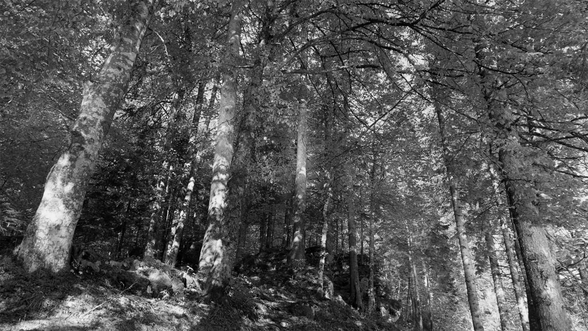 https://casanovaarredo.live/wp-content/uploads/2024/09/Foresta_Video-sostenibilita_bn.jpg